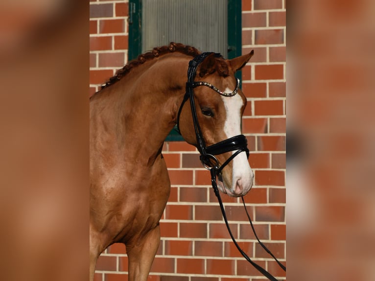 Deutsches Reitpony Wallach 4 Jahre 146 cm Fuchs in Fürstenau
