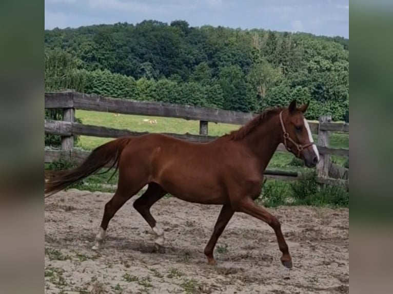 Deutsches Reitpony Wallach 4 Jahre 146 cm Fuchs in Ritterhude