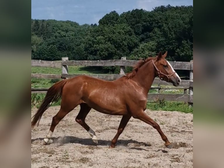 Deutsches Reitpony Wallach 4 Jahre 146 cm Fuchs in Ritterhude