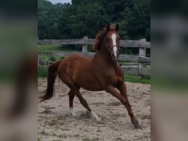 Deutsches Reitpony Wallach 4 Jahre 146 cm Fuchs in Ritterhude