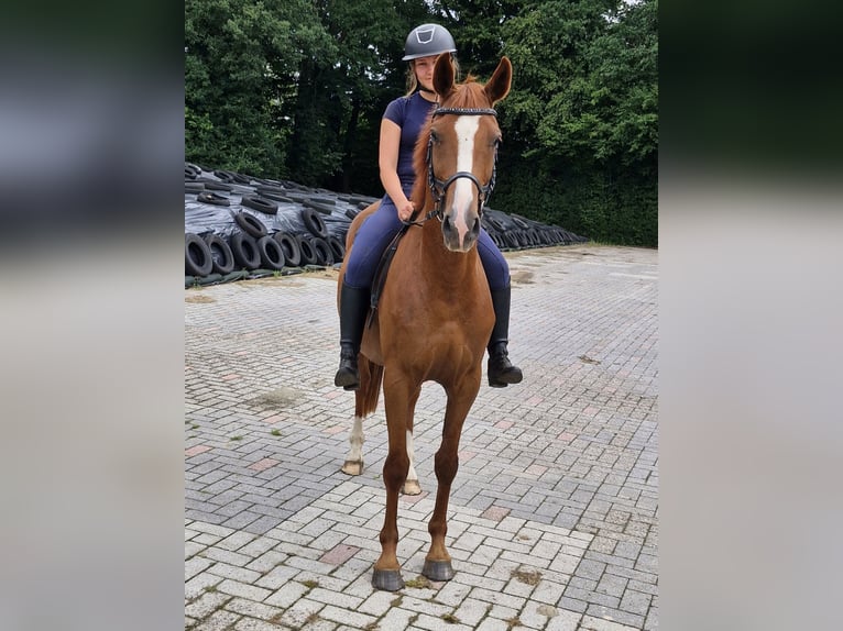 Deutsches Reitpony Wallach 4 Jahre 146 cm Fuchs in Ritterhude