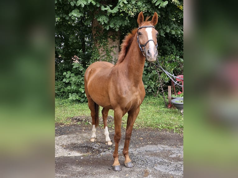 Deutsches Reitpony Wallach 4 Jahre 146 cm Fuchs in Ritterhude