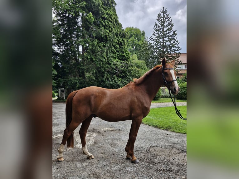 Deutsches Reitpony Wallach 4 Jahre 146 cm Fuchs in Ritterhude