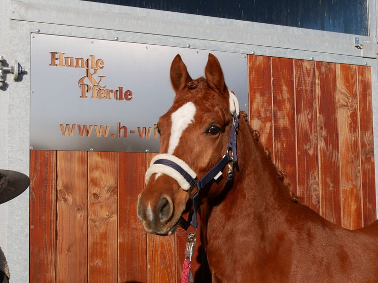 Deutsches Reitpony Wallach 4 Jahre 146 cm Fuchs in Dorsten