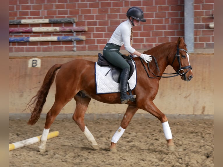 Deutsches Reitpony Wallach 4 Jahre 146 cm Fuchs in Dorsten