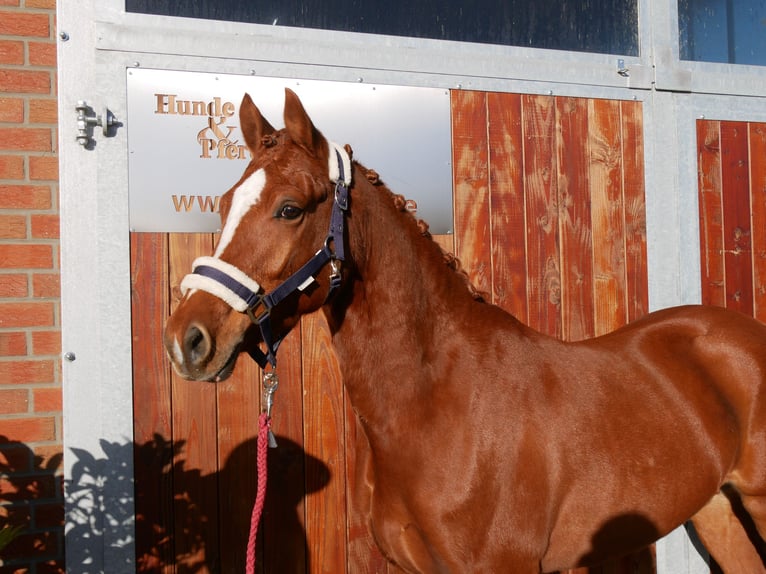 Deutsches Reitpony Wallach 4 Jahre 146 cm Fuchs in Dorsten