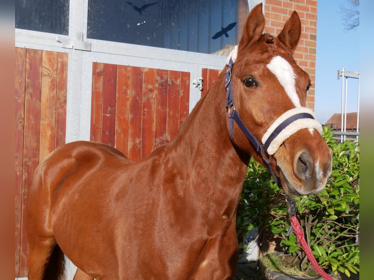 Deutsches Reitpony Wallach 4 Jahre 146 cm Fuchs in Dorsten