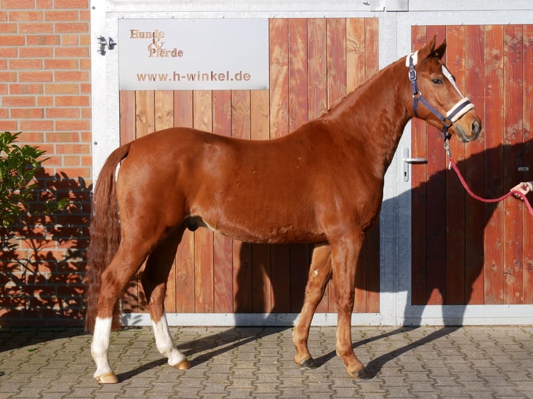 Deutsches Reitpony Wallach 4 Jahre 146 cm Fuchs in Dorsten