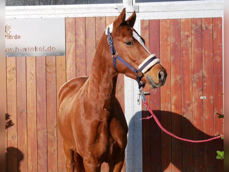 Deutsches Reitpony Wallach 4 Jahre 146 cm Fuchs in Dorsten