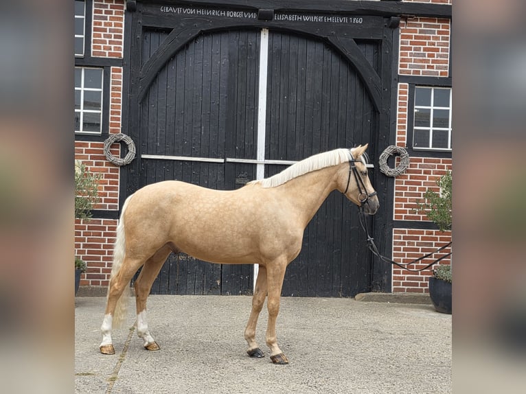 Deutsches Reitpony Wallach 4 Jahre 146 cm Palomino in Coesfeld