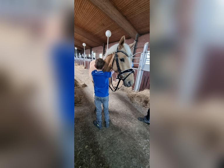 Deutsches Reitpony Wallach 4 Jahre 146 cm Palomino in Coesfeld