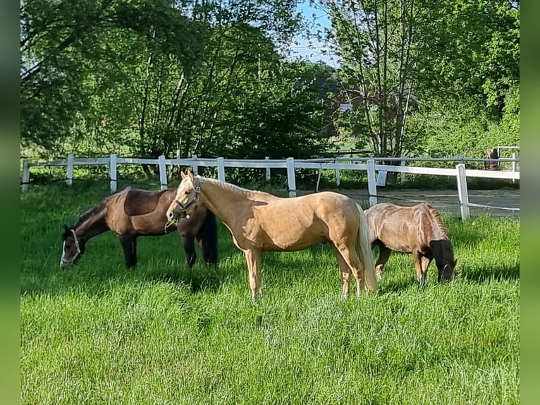 Deutsches Reitpony Wallach 4 Jahre 146 cm Palomino in Coesfeld