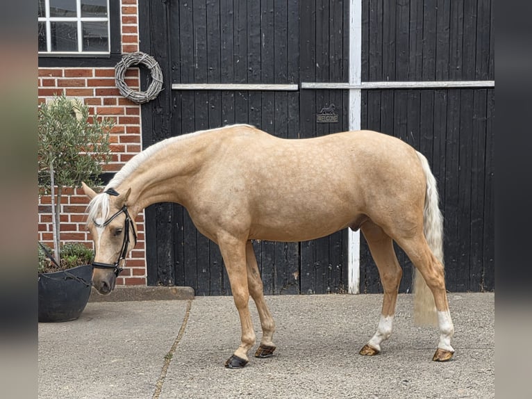 Deutsches Reitpony Wallach 4 Jahre 146 cm Palomino in Coesfeld