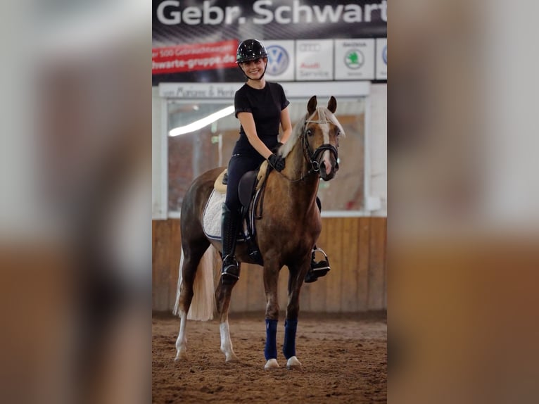 Deutsches Reitpony Wallach 4 Jahre 146 cm Palomino in Dohren