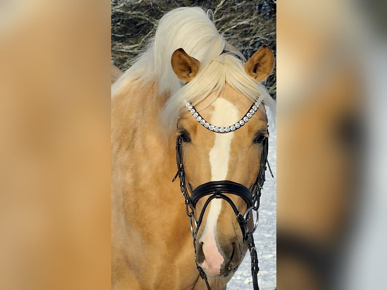 Deutsches Reitpony Wallach 4 Jahre 146 cm Palomino in Ruppichteroth