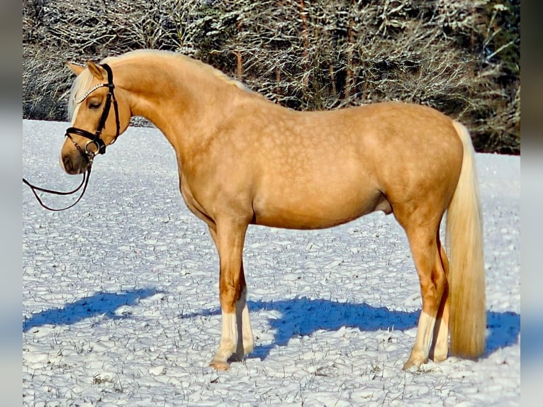 Deutsches Reitpony Wallach 4 Jahre 146 cm Palomino in Stuhr