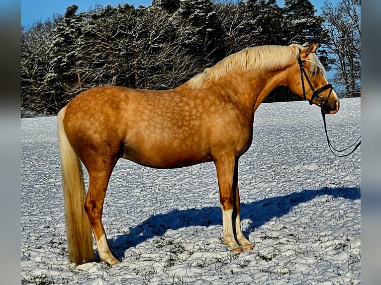 Deutsches Reitpony Wallach 4 Jahre 146 cm Palomino in Stuhr
