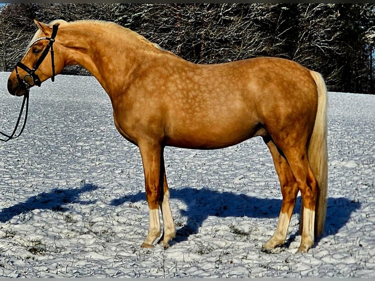 Deutsches Reitpony Wallach 4 Jahre 146 cm Palomino in Stuhr