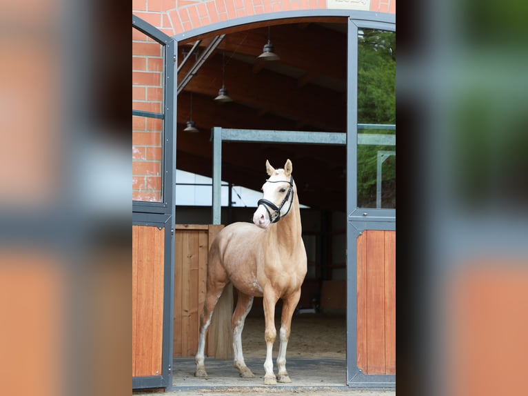 Deutsches Reitpony Wallach 4 Jahre 146 cm Palomino in Stuhr