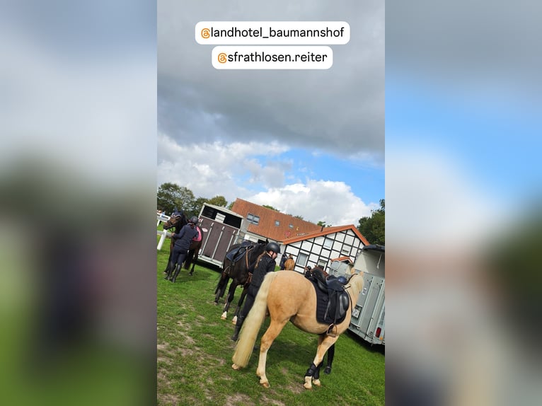 Deutsches Reitpony Wallach 4 Jahre 146 cm Palomino in Stuhr
