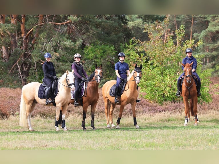 Deutsches Reitpony Wallach 4 Jahre 146 cm Palomino in Stuhr