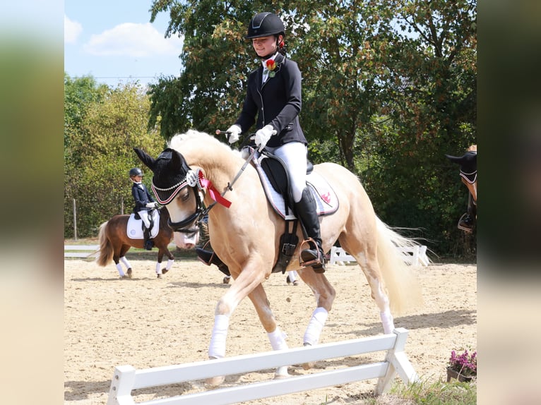Deutsches Reitpony Wallach 4 Jahre 146 cm Palomino in Stuhr