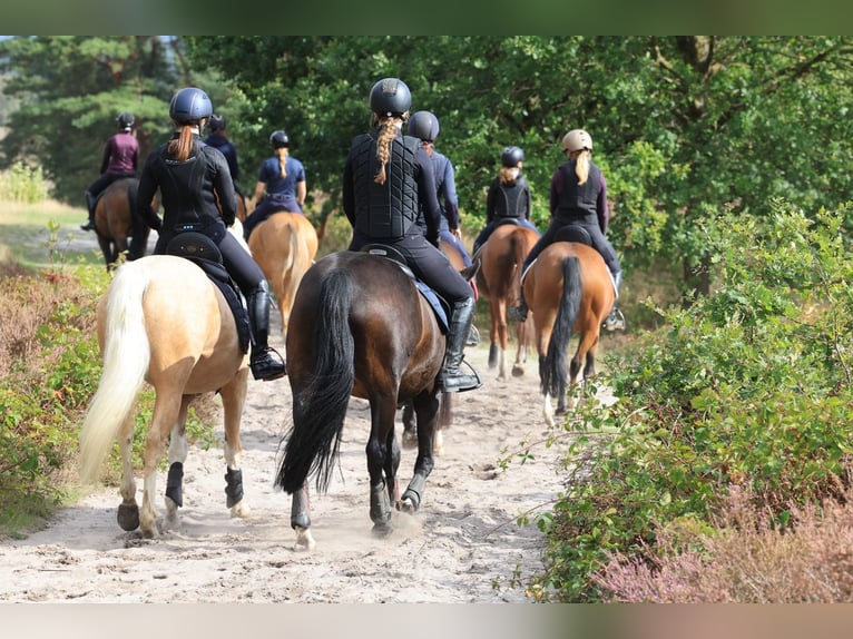 Deutsches Reitpony Wallach 4 Jahre 146 cm Palomino in Stuhr