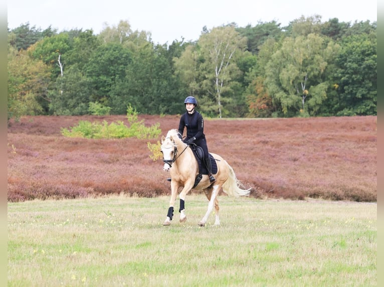 Deutsches Reitpony Wallach 4 Jahre 146 cm Palomino in Stuhr