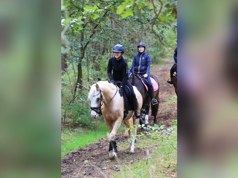 Deutsches Reitpony Wallach 4 Jahre 146 cm Palomino in Stuhr