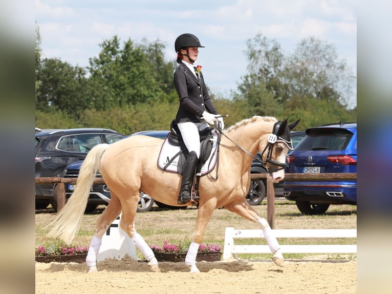 Deutsches Reitpony Wallach 4 Jahre 146 cm Palomino in Stuhr