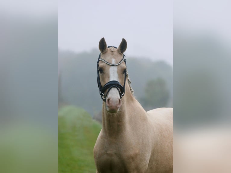 Deutsches Reitpony Wallach 4 Jahre 146 cm Palomino in NottulnAppelhülsen