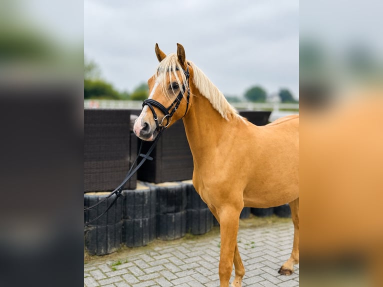 Deutsches Reitpony Wallach 4 Jahre 146 cm Palomino in Wangerland HohenkircheN