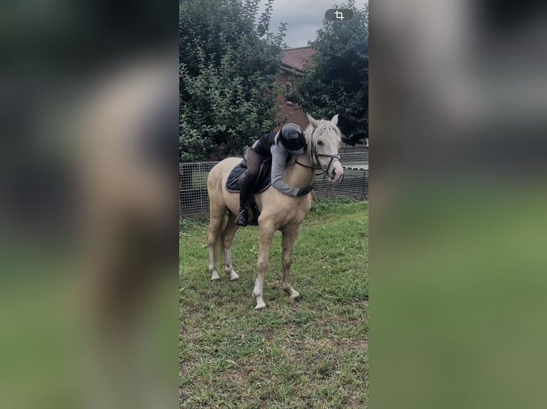 Deutsches Reitpony Wallach 4 Jahre 146 cm Palomino in Hopsten