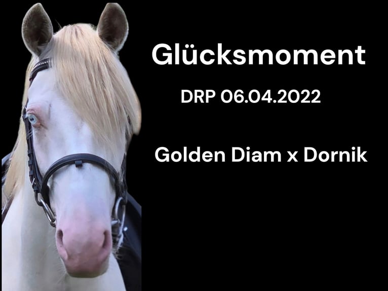 Deutsches Reitpony Wallach 4 Jahre 146 cm Perlino in Warendorf