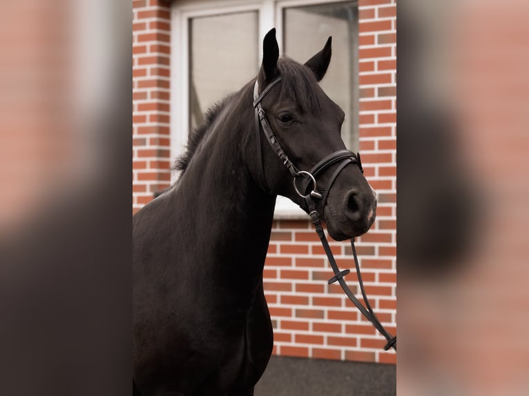 Deutsches Reitpony Wallach 4 Jahre 146 cm Rappe in Görzke