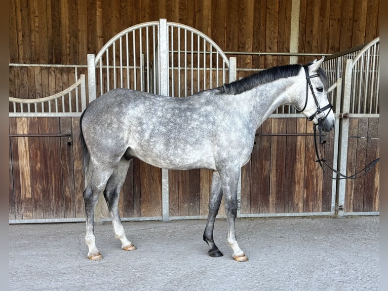 Deutsches Reitpony Wallach 4 Jahre 146 cm Schimmel in Bruchsal