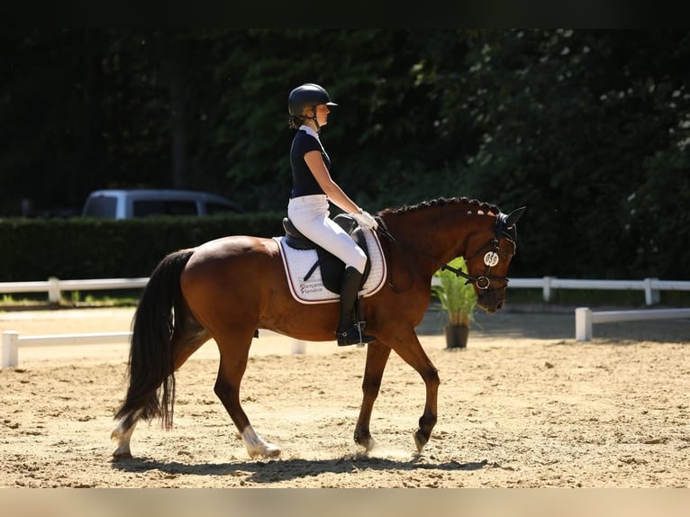 Deutsches Reitpony Wallach 4 Jahre 147 cm Brauner in Kevelaer