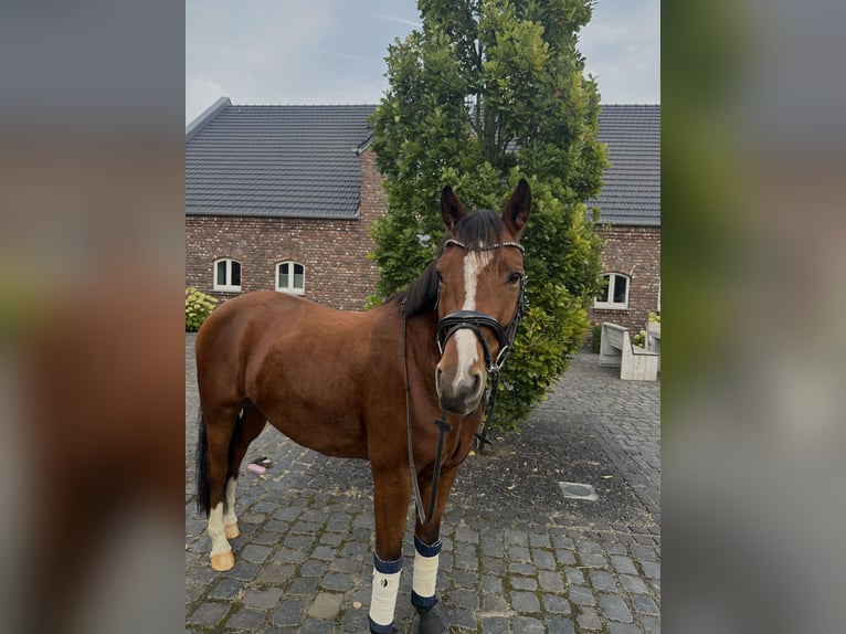 Deutsches Reitpony Wallach 4 Jahre 147 cm Brauner in Kevelaer