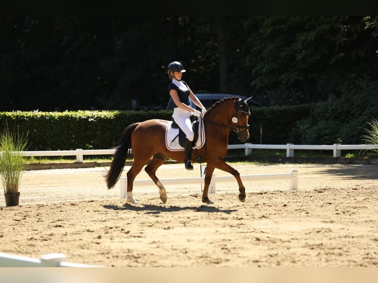 Deutsches Reitpony Wallach 4 Jahre 147 cm Brauner in Kevelaer