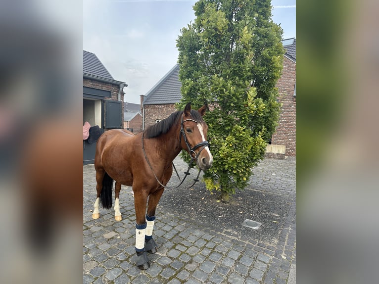 Deutsches Reitpony Wallach 4 Jahre 147 cm Brauner in Kevelaer