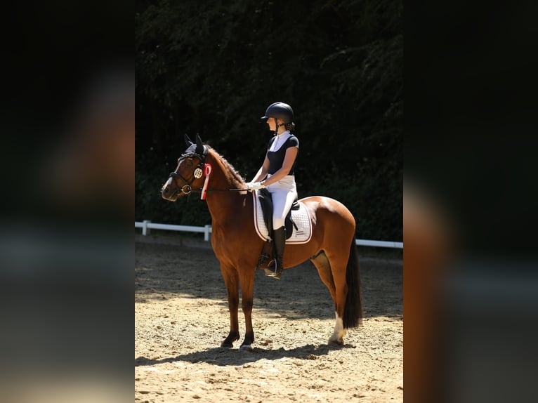 Deutsches Reitpony Wallach 4 Jahre 147 cm Brauner in Kevelaer