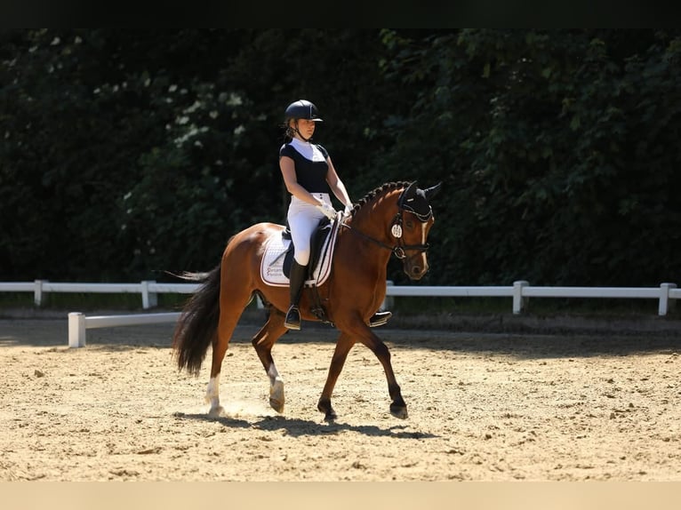 Deutsches Reitpony Wallach 4 Jahre 147 cm Brauner in Kevelaer