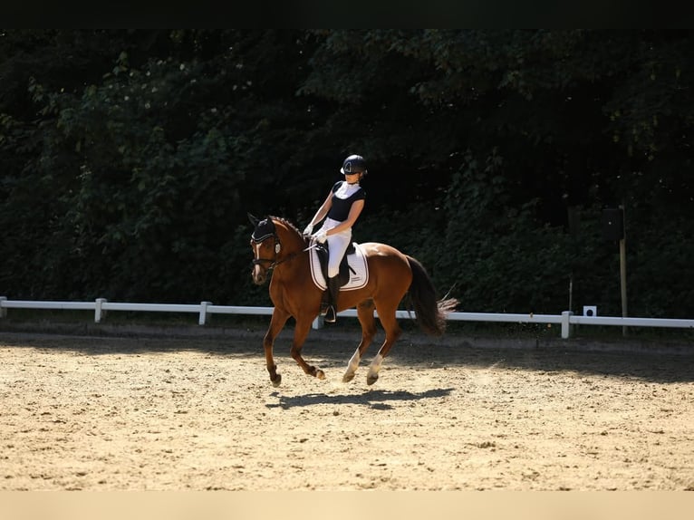 Deutsches Reitpony Wallach 4 Jahre 147 cm Brauner in Kevelaer