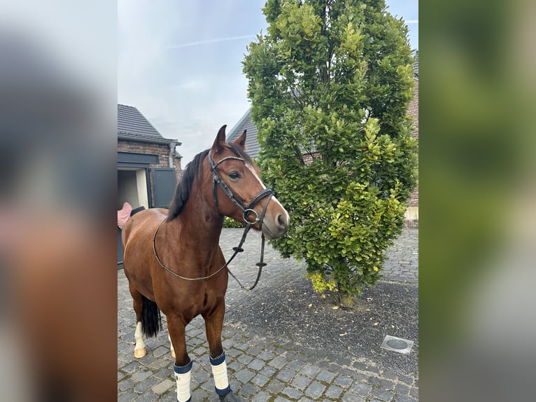 Deutsches Reitpony Wallach 4 Jahre 147 cm Brauner in Kevelaer