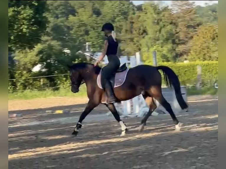 Deutsches Reitpony Wallach 4 Jahre 147 cm Brauner in Engelskirchen