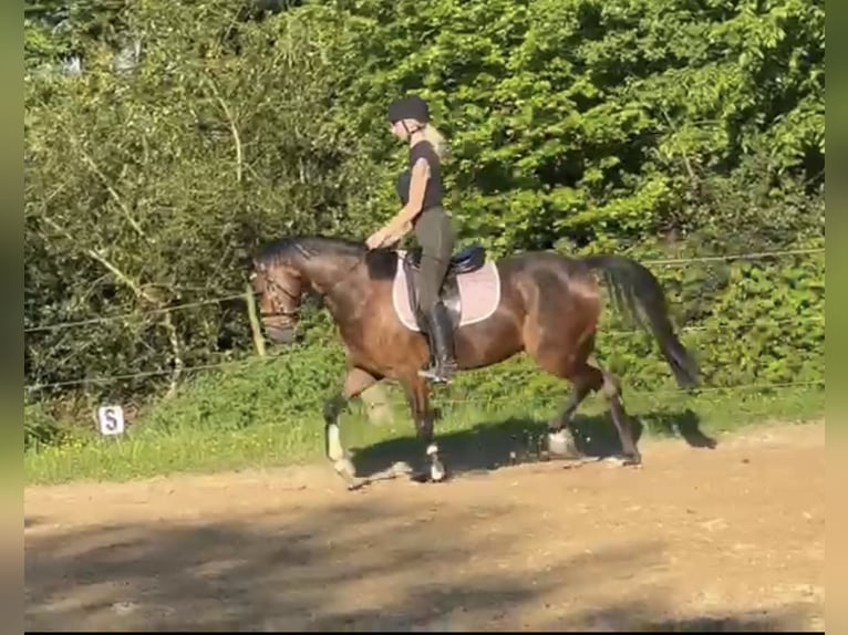 Deutsches Reitpony Wallach 4 Jahre 147 cm Brauner in Engelskirchen