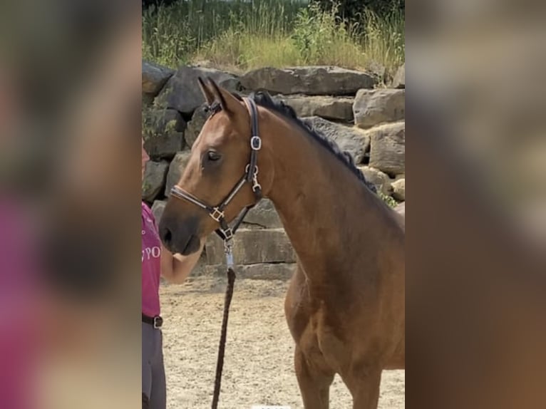 Deutsches Reitpony Wallach 4 Jahre 147 cm Brauner in Engelskirchen