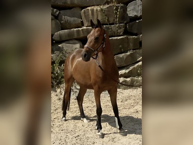 Deutsches Reitpony Wallach 4 Jahre 147 cm Brauner in Engelskirchen