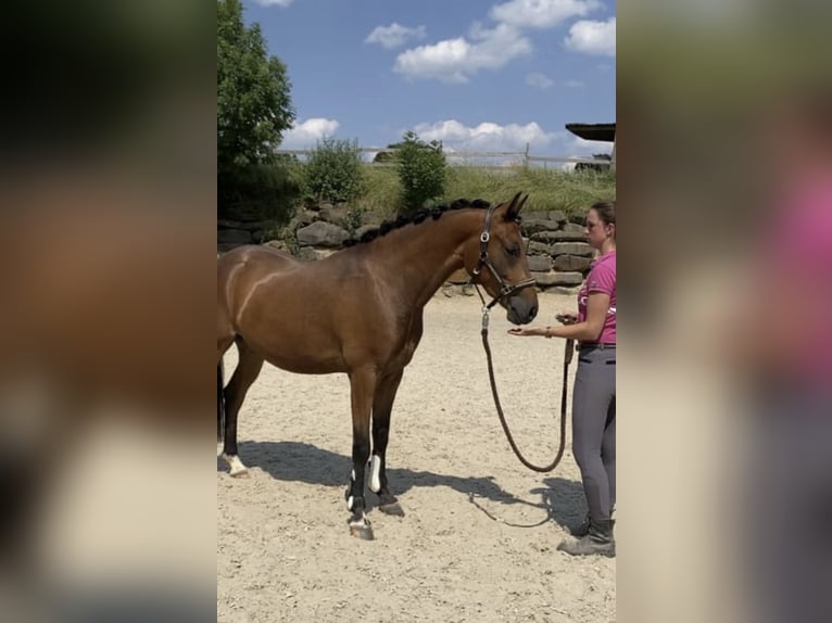 Deutsches Reitpony Wallach 4 Jahre 147 cm Brauner in Engelskirchen