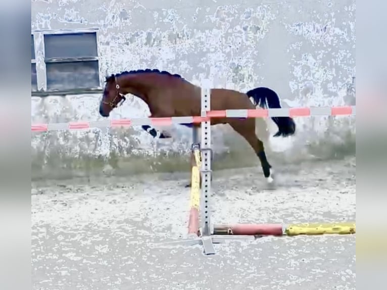 Deutsches Reitpony Wallach 4 Jahre 147 cm Brauner in Engelskirchen